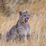A puma cub chews at the long grass. Entertained, like a domestic cat with string, by anything blowing in the wind (image by Virginia Wilde)