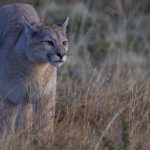 In soft morning light, this curious puma cub edges through the vegetation. Laguna Amarga Reserve, Patagonia (image by Virginia Wilde)