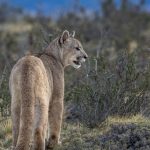 A puma cub stands watchful in the vegetation, Laguna Amarga reserve, Patagonia (image by Virginia Wilde)