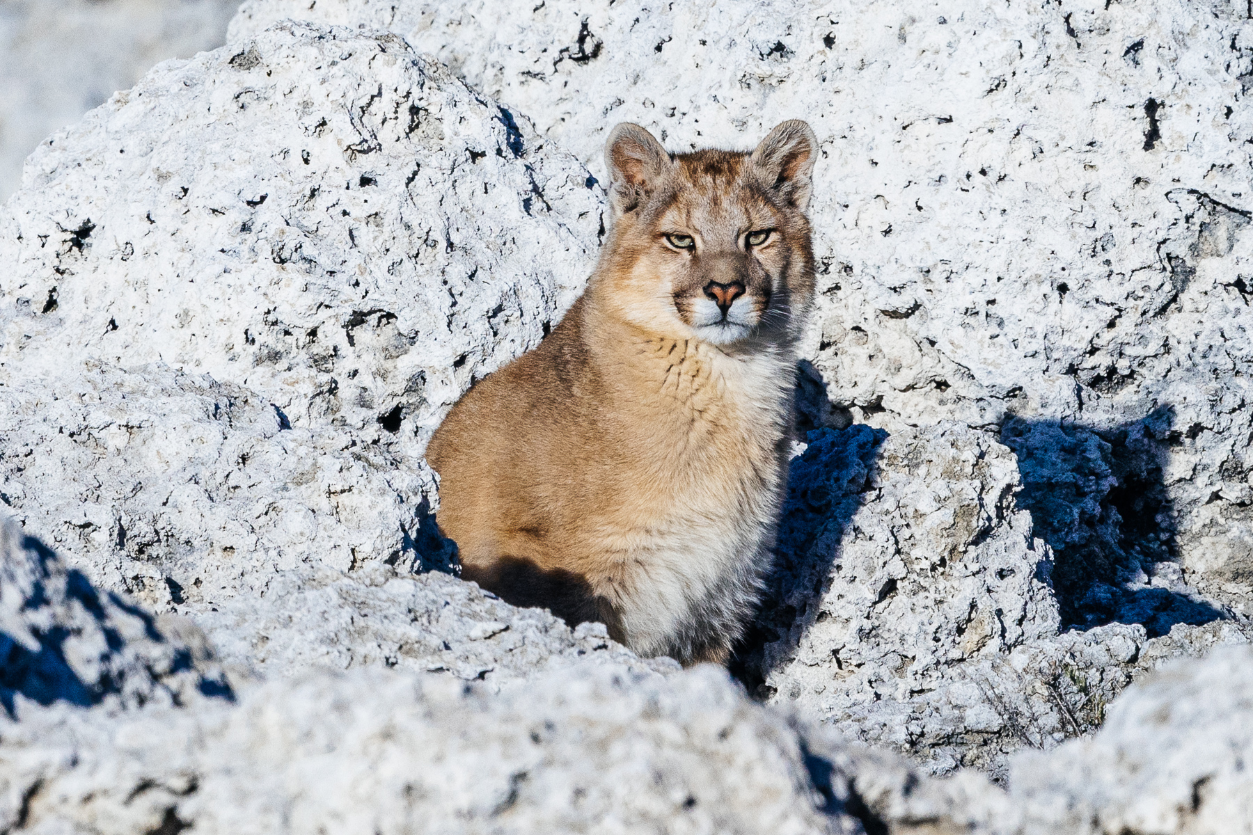 With its pale coat standing out against the even paler rocks, this puma cub peeks out from the thrombolites of Lake Sarmiento (image by Virginia Wilde)