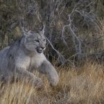 A puma cub bounds through the grassland, moments before pouncing on his sister and tackling her to the ground (image by Virginia Wilde)