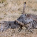 My turn to tackle you! Two puma cubs and their mum race through the grass, taking it in turns to tackle each other, chase and play. (image by Virginia Wilde)