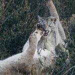 Well that’s a sock to the eye! Puma cubs play-fight for hours, developing the tackles and moves that will later serve them well for hunting (image by Virginia Wilde)