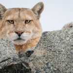 Right by the gates of the Torres del Paine National Park lay this female puma, her head peaking over rocks and just visible below (image by Virginia Wilde)
