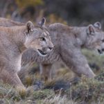 This puma walks in lockstep with her cub. Puma cubs spend up to two years with their mothers, who in turn, spend up to 80% of their adult lives having and caring for their young (image by Virginia Wilde)