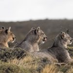 Three puma heads – eyes focused on a herd of guanacos across from the ridgeline. From left to right, the mother puma, her larger male cub and his smaller female sister (image by Virginia Wilde)