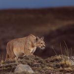 As the last remnants of evening light begin to fall, a female puma appears over the hill, moving close by us as she continues down towards Lake Goic (image by Virginia Wilde)