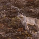 After spending the afternoon sleeping in a cave, a female puma emerges and surveys the valley below, before figuring out her next move (image by Virginia Wilde)