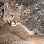 Close-up of a puma resting on a rocky outcrop, enjoying the spring sunshine (image by Virginia Wilde)
