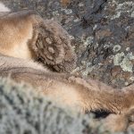 Those beautiful paws! Pumas have big paws, relative to their size, aiding their ability to jump (image by Virginia Wilde)