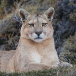 Eyes locked with this incredible female puma, she sat calmly just metres away from us, relaxed in the pampas and mata vegetation (image by Virginia Wilde)