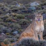 A large female puma wipes the water droplets from her nose, shortly after having a drink (image by Virginia Wilde)