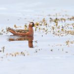 Red Phalarope – the grand prize on Flatey. It is declining fast as a breeder in Iceland so get it while you still can (image by Mike Watson)