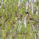 Red-necked Phalaropes can be found everywhere on Flatey Island (image by Mike Watson)