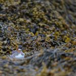 Red-necked Phalarope in the kelp on Flatey (image by Mike Watson)