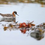 Red-necked Phalarope – the female of the species is brighter than the male (image by Mike Watson)