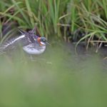 Red-necked Phalarope on Flatey, every ditch and even the tiniest mires seemed to have one this time (image by Mike Watson)