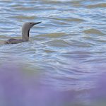 Red-throated Loon seen through a haze of Nootka Lupins (image by Mike Watson)
