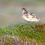 Rock Ptarmigans occur at sea level in Iceland! (image by Mike Watson)