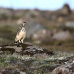 Rock Ptarmigan, male, still with much white winter plumage in June (image by Mike Watson)