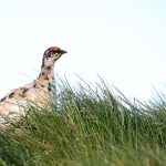 Rock Ptarmigan is starting to make a comeback after dropping to a very low level in Iceland in recent years (image by Mike Watson)