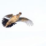 Rock Ptarmigans make noisy display flights (image by Mike Watson)