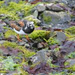 A Greenland-tundra-bound(?) Ruddy Turnstone on Flatey Island (image by Mike Watson)