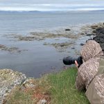 Seabird photography on Flatey Island is great fun! (image by Mike Watson)