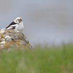 Snow Buntings were singing from almost every building on Flatey this year, maybe owing to a cold spring? (image by Mike Watson)