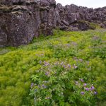 Þingvellir is one of Iceland’s ‘Golden Triangle’ tourist attractions (image by Mike Watson)