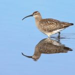 Eurasian Whimbrel is one of the commonest breeding shorebirds in Iceland (image by Mike Watson)