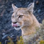 This young female puma had just woken up, having spent hours sleeping in a bush (image by Virginia Wilde)