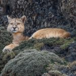 Having made a ‘nest’ upon prickly-looking vegetation, this tough-furred puma had a good vantage point to survey any goings-on from her rocky stronghold (image by Virginia Wilde)