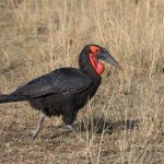 Abyssinian Ground Hornbill, a living dinosaur, strides across the Maasai Mara Grassland (image by Mike Watson)