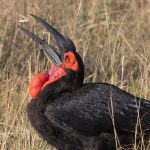 Abyssinian Ground Hornbill. A locust goes down the hatch (image by Mike Watson)