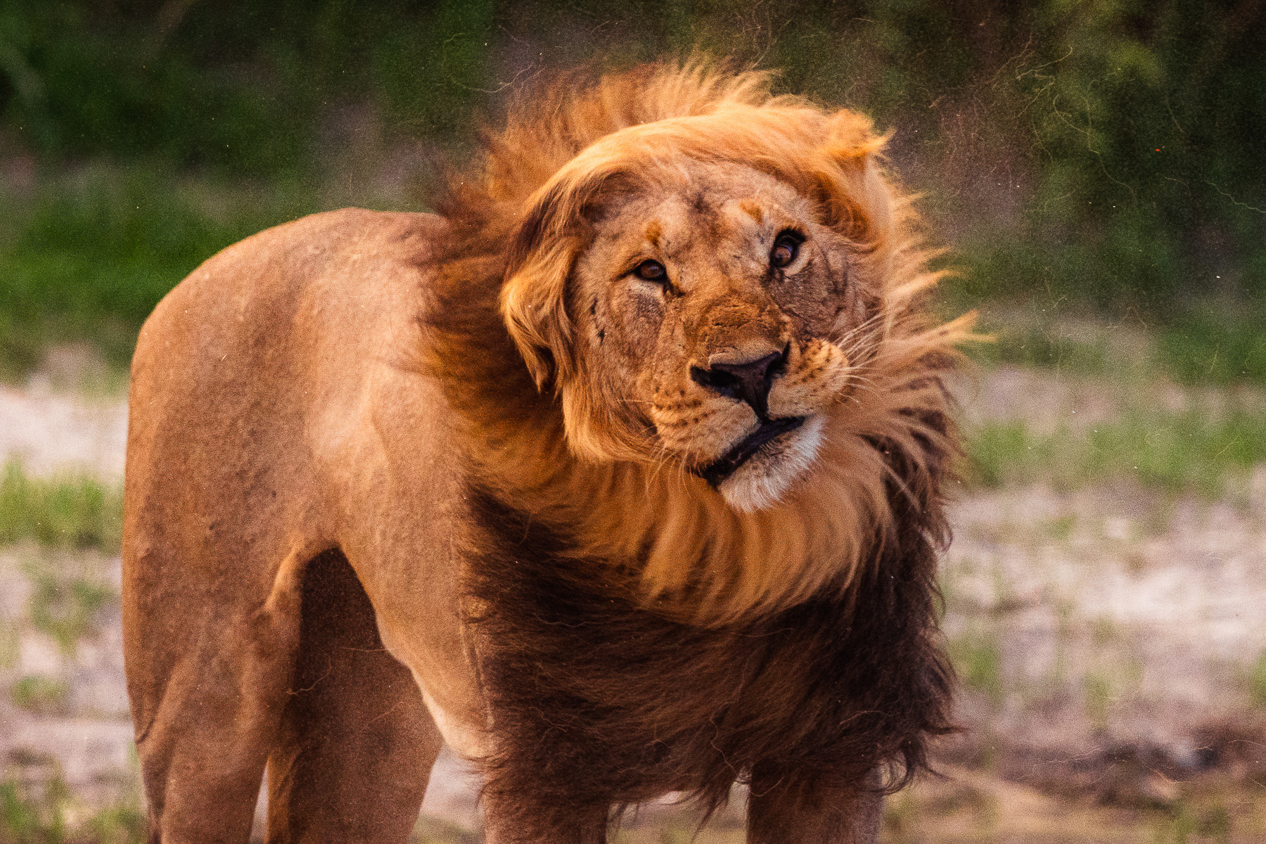 Wild Images Photography Tours Botswana Photography Tours Wildlife Wild Images Photography Tours Botswana Photography Tours Wildlife