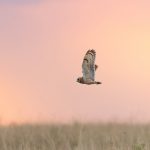 The seldom seen African Marsh Owl is present on the Maasai Mara in small numbers (image by Mike Watson)