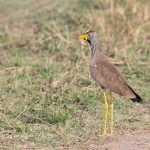 African Wattled Lapwing, one of several lapwing species living in the Mara (image by Mike Watson)