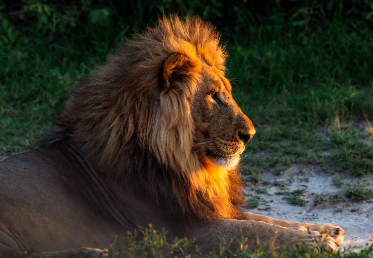 Light from the setting sun falls upon the mane of a male African Lion, turning sections of his fur and face orange (image by Gin Wilde)