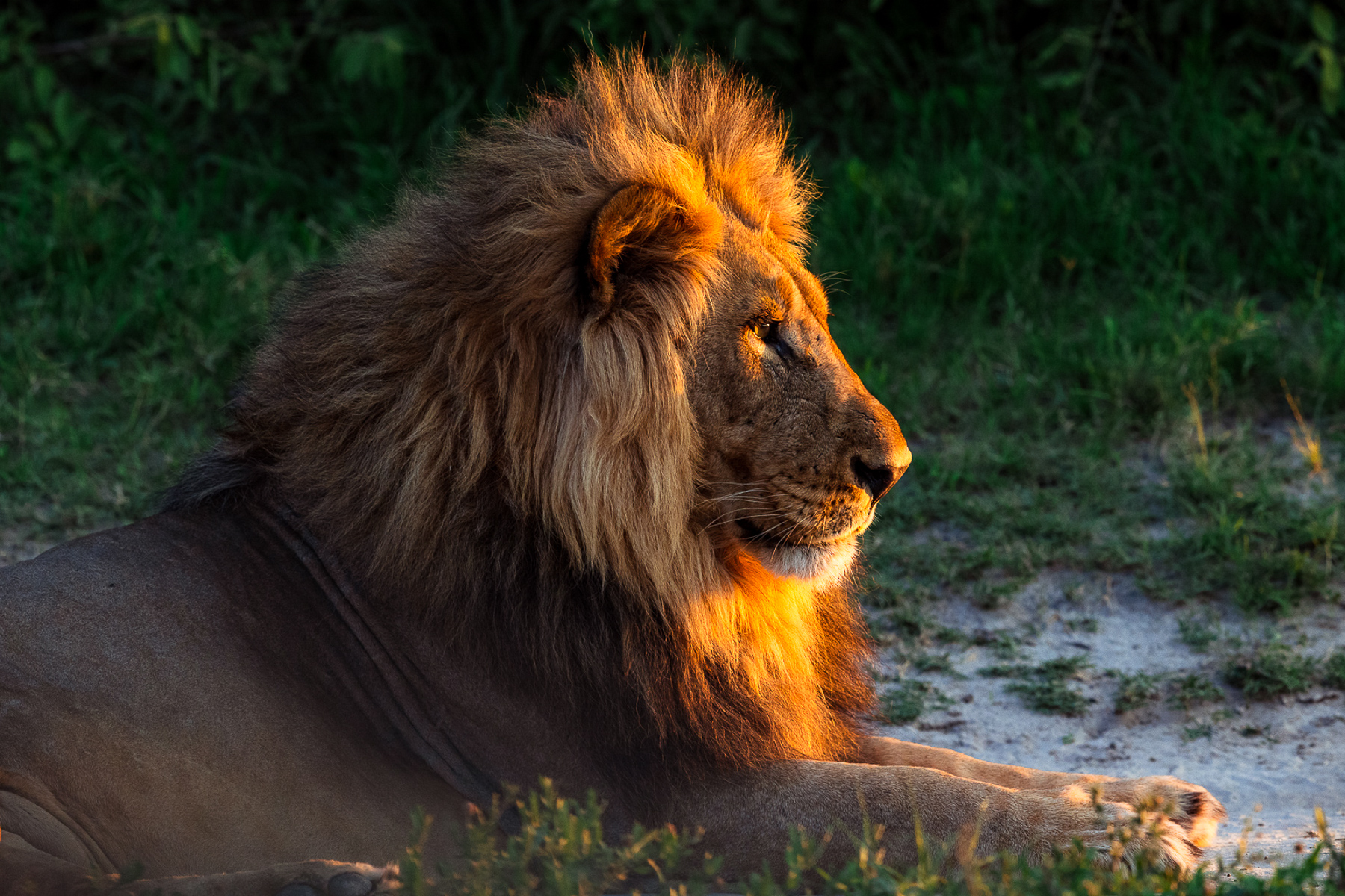 Wild Images Photography Tours Botswana Photography Tours Wildlife 