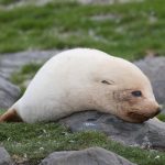 An albinistic Antarctic Fur Seal on South Georgia (image by Inger Vandyke)