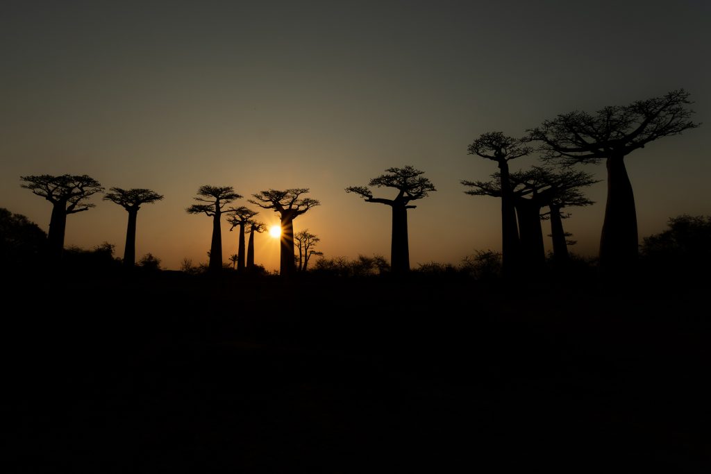 The sun sets behind the iconic Allée du Baobabs near Morondava on Madagascar’s west coast (image by Mike Watson)