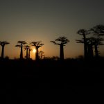 The sun sets behind the iconic Allée du Baobabs near Morondava on Madagascar’s west coast (image by Mike Watson)