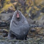 A yawning Antarctic Fur Seal (image by Inger Vandyke)