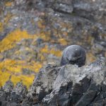 Fur seal siesta on South Georgia (image by Inger Vandyke)