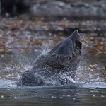 An Antarctic Fur Seal shakes the cool waters from its fur in Prince Olaf Harbour (image by Inger Vandyke)