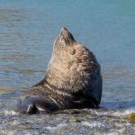 Basking in the afternoon sun, an Antarctic Fur Seal cools off in a local streat at Grytviken (image by Inger Vandyke)