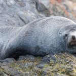 Portrait of a lazing Antarctic Fur Seal (image by Inger Vandyke)
