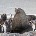 Kings of the beach, male Antarctic Fur Seals are a force to be reckoned with by all beach traffic (image by Inger Vandyke)