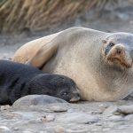 A mother Antarctic Fur Seal with her pup at Salisbury Plain (image by Inger Vandyke)